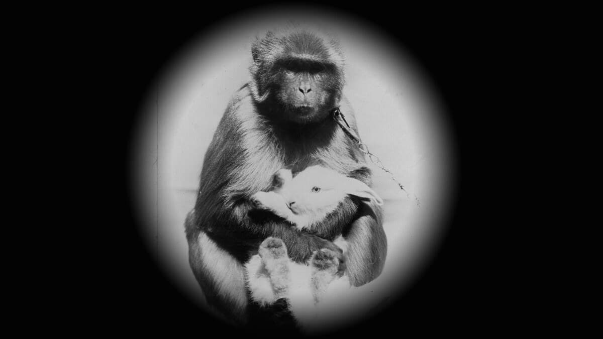 Upadły Raj – recenzja filmu „Lamaland”